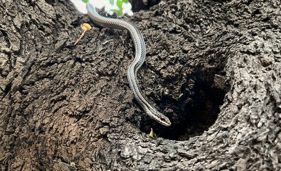 Culebra de cola larga: la serpiente endémica más grande de Chile