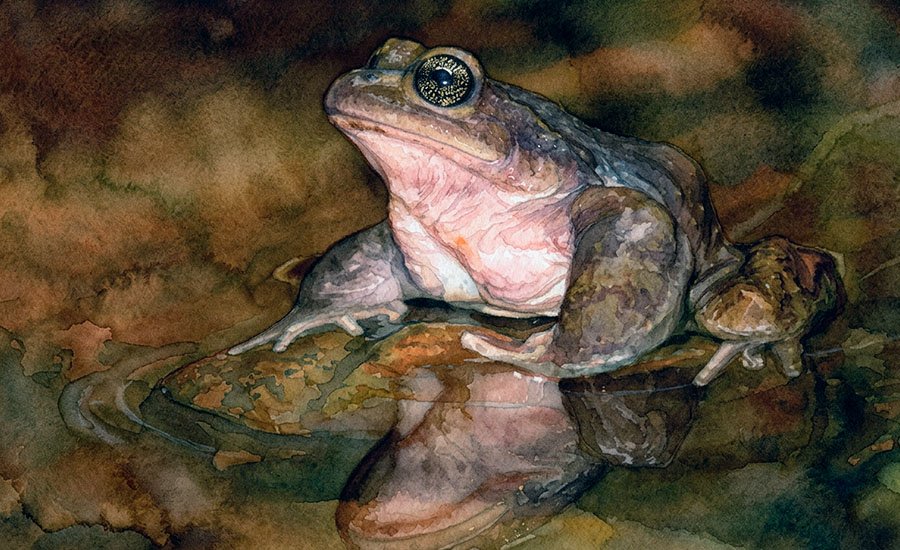 Sapo arriero: el anfibio endémico de las quebradas de Chile central