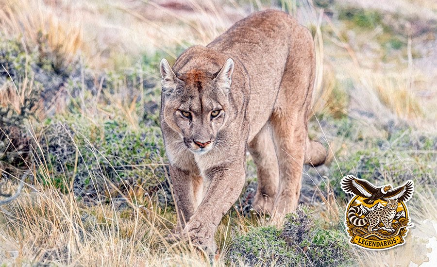 Puma: el felino más grande de Chile y su rol en el ecosistema andino