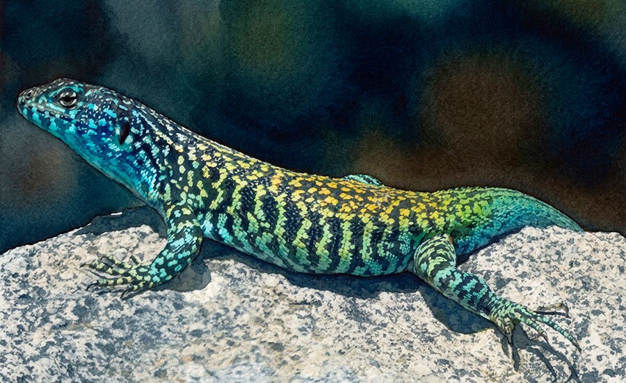Lagartija negroverdosa: la especie endémica de las cumbres andinas de Chile central