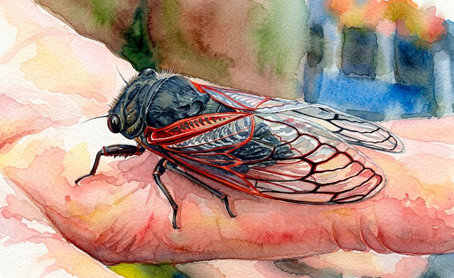 Cigarra chilena: el insecto del verano y su ciclo de vida subterráneo