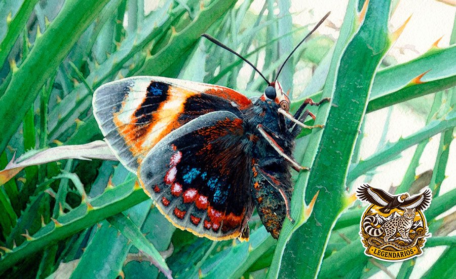 Mariposa del chagual: la polilla diurna más grande de Chile