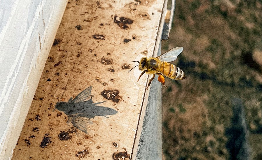 Abeja melífera: polinización, colmenas y competencia con abejas nativas en Chile