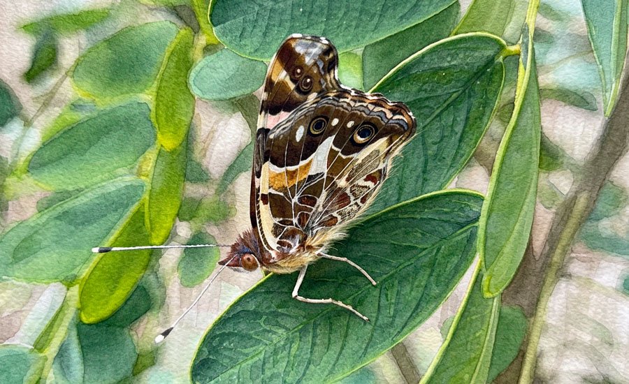 Vanessa terpsichore: la mariposa colorada de Philippi, endémica de Chile