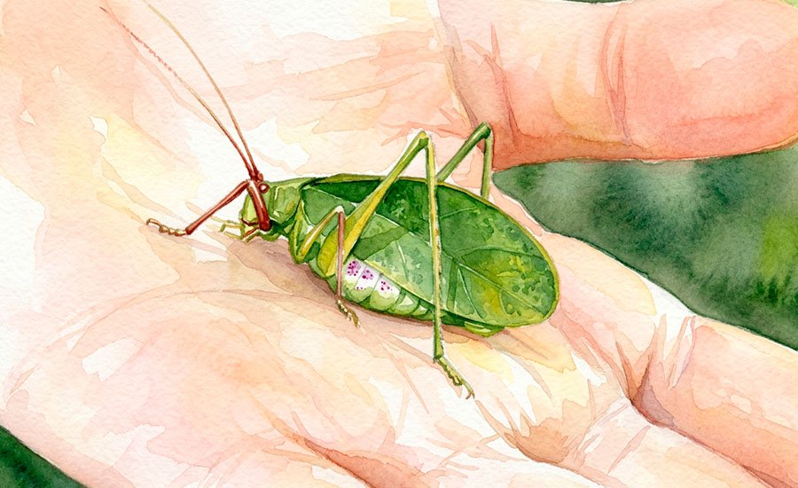 Tetana grisea: el insecto hoja del bosque sur de Chile