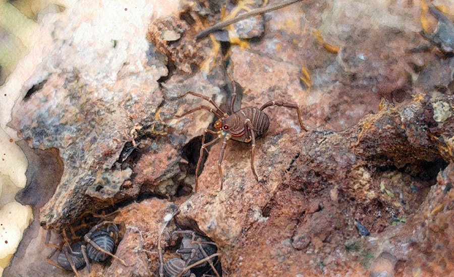 Opiliones: los arácnidos de patas largas que viven en Chile